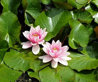Buy Pond Plants Online: A Complete Guide to Choosing the Right Plants